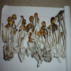 50grams Psilocybin cubensis Amazonian Magic Mushroom