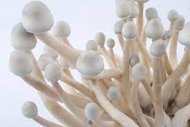 Albino A+ Cubensis Mushroom Grow Kit