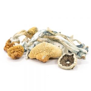 Blue Meanies Magic Mushrooms