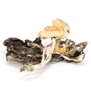 Brazilian Cubensis Magic Mushroom