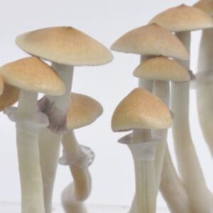 Cambodian Cubensis Mushroom Grow Kit