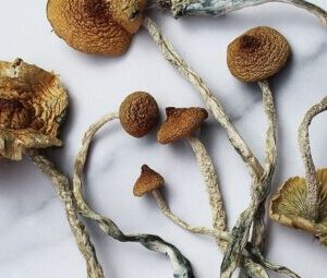 Mazatepec Magic Mushroom