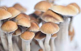 Psilocybe Cubensis McKennaii Mushroom Grow Kit
