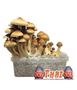 Psilocybe Cubensis Thai Mushroom Grow Kit