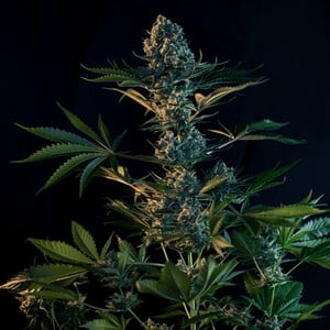 Royal Gorilla 3.5G, 21% THC